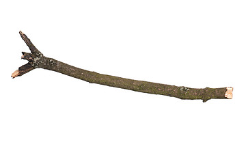 Image showing Dry tree branch on white