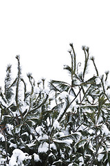 Image showing Winter branches