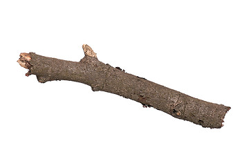 Image showing Dry tree branch on white