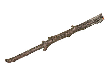 Image showing Dry tree branch on white