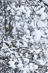 Image showing Winter branches