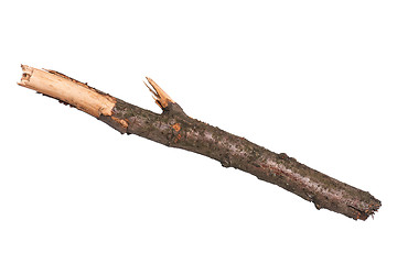 Image showing Dry tree branch on white