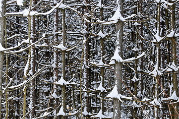 Image showing Tree trunks in winter