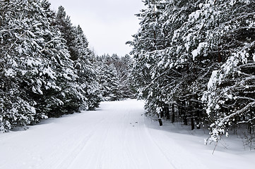 Image showing Winter landscape