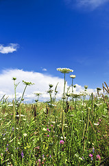 Image showing Summer meadow