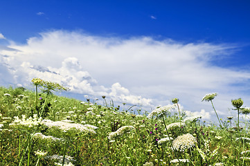 Image showing Summer meadow