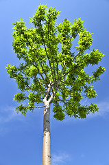 Image showing Green tree