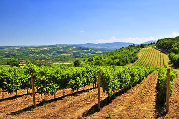 Image showing Landscape with vineyard