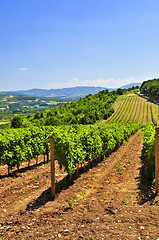 Image showing Landscape with vineyard