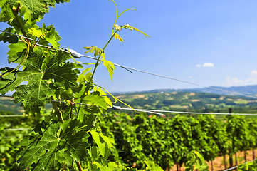 Image showing Landscape with vineyard