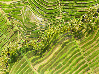 Image showing Drone view of Jatiluwih rice terraces and plantation in Bali, Indonesia, with palm trees and paths.