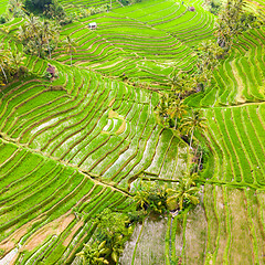 Image showing Drone view of Jatiluwih rice terraces and plantation in Bali, Indonesia, with palm trees and paths.