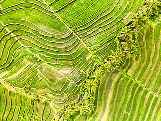 Image showing Drone view of Jatiluwih rice terraces and plantation in Bali, Indonesia, with palm trees and paths.