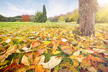 Image showing Autumn leaves in warm colors on a lawn