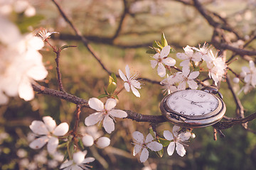 Image showing Time for spring in the morning sun in a tree blooming