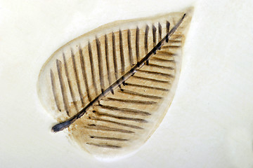 Image showing Leaf Design