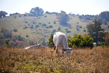 Image showing View of cow on grass at the meadow