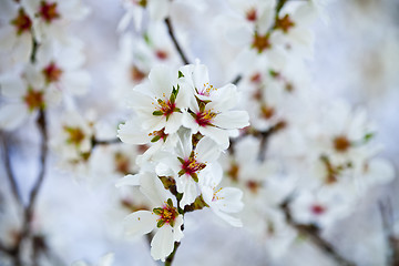 Image showing Spring blossoms background