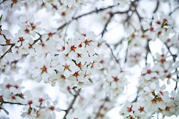 Image showing Spring blossoms background