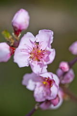 Image showing Spring blossoms, pink peach flowers.