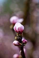 Image showing Spring blossoms, pink peach flowers.