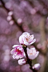 Image showing Spring blossoms, pink peach flowers.