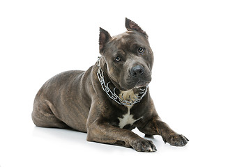 Image showing Beautiful amstaff dog