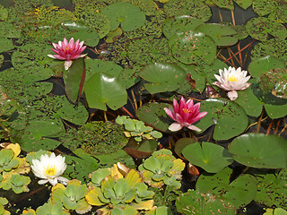 Image showing water lilies