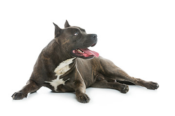 Image showing Beautiful amstaff dog