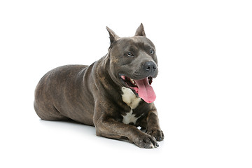 Image showing Beautiful amstaff dog