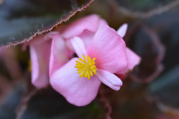 Image showing Wax begonia Carmen