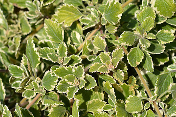 Image showing Variegated Swedish Ivy