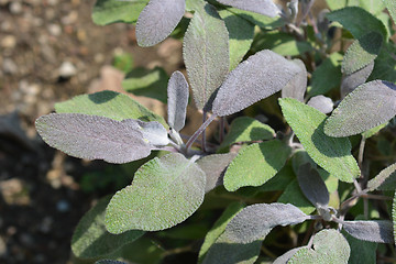 Image showing Purple sage