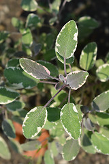 Image showing Common sage Tricolor