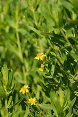 Image showing Sticky fleabane