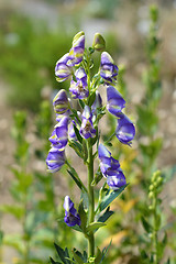 Image showing Variegated monkshood