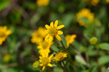 Image showing Mexican creeping zinnia
