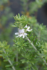 Image showing Coastal rosemary