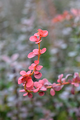 Image showing Japanese barberry Red Pillar