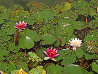 Image showing water lilies