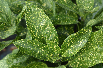 Image showing Japanese laurel Crotonifolia