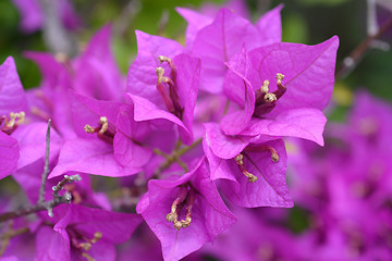 Image showing Great bougainvillea