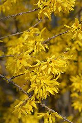 Image showing Weeping forsythia