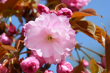 Image showing Japanese cherry Kanzan