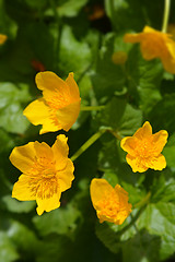 Image showing Marsh marigold