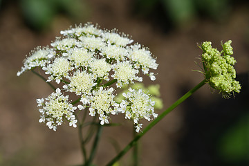 Image showing Narrow-leaved water-dropwort