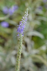 Image showing Silver speedwell