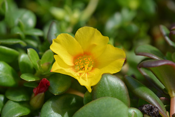 Image showing Wingpod purslane