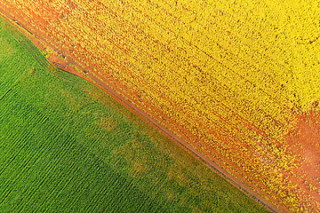 Image showing Canola Wheat abstract aerial