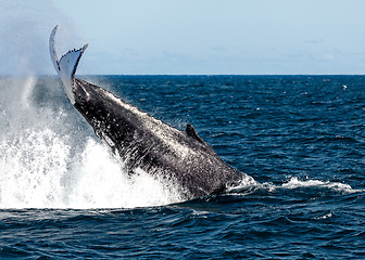 Image showing Whales migrating off the coast of Sydney Australia